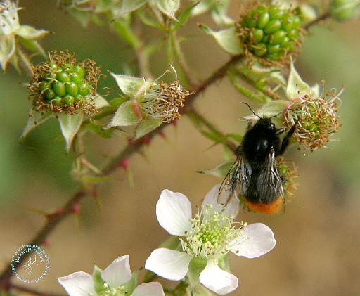 Bramble 9Y042D-007.JPG